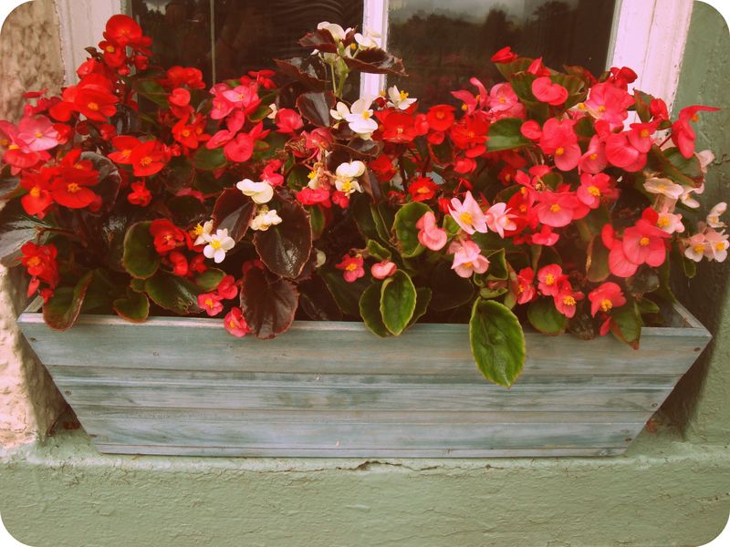 Windowboxes