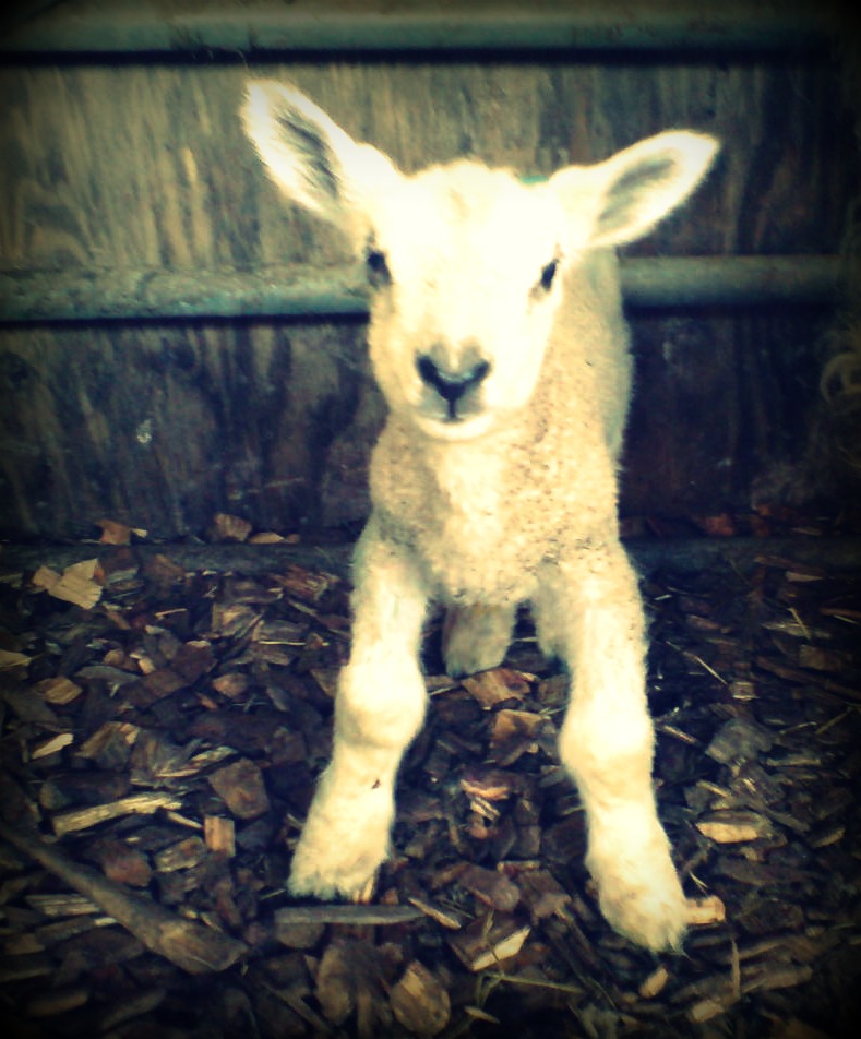 Lamb